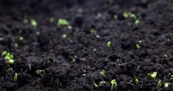 Plant Growth Sprouts Sprouting Broccoli Ground Plant Life Timelapse — Wideo stockowe