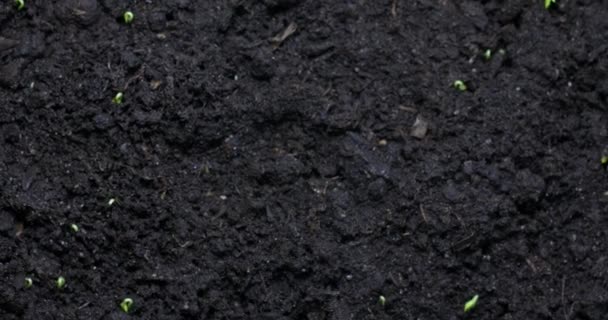 Plant Growth Sprouts Sprouting Garden Cress Ground Plant Life Timelapse — Video Stock