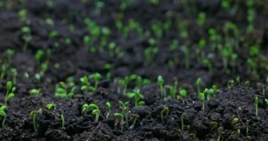 Plant growth or sprouts sprouting Lucerne from the ground, plant life timelapse