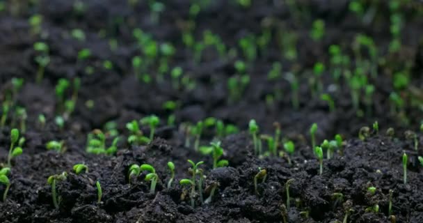 Plant Growth Sprouts Sprouting Lucerne Ground Plant Life Timelapse — Wideo stockowe