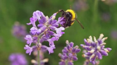 Slow motion video close-up of a bee collecting honey from a flower. High quality 4k footage