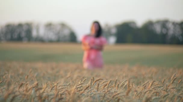 Красива Жінка Сукні Проходить Через Пшеничне Поле Єдність Людини Природи — стокове відео