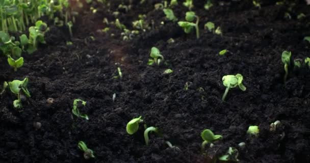 Plant Growth Sprouts Sprouting Radish Sun Glare Plant Life Timelapse — Stockvideo