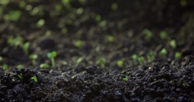 Timelapse of the emergence of new life in nature. The sprout cuts through the ground. Agriculture and plant growing. High quality 4k footage