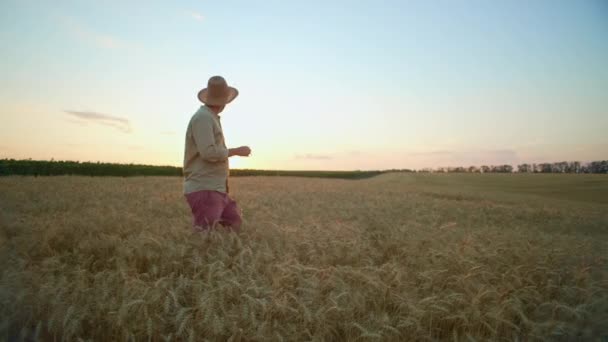 Фермер Гуляет Осматривает Поле Пшеницы Закате Культивация Сельскохозяйственных Культур Природном — стоковое видео