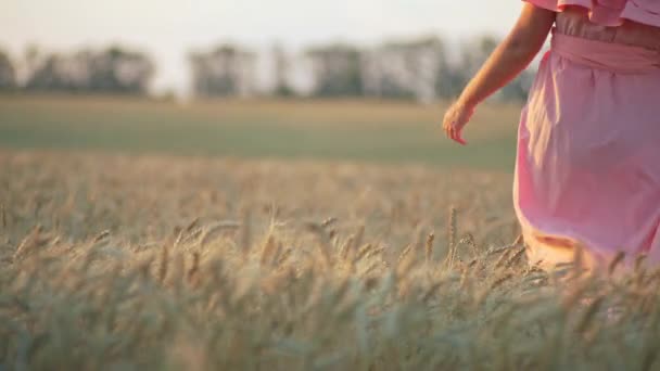 Womens Hands Touch Golden Ears Wheat Happy Woman Feels Tenderness — Stock video