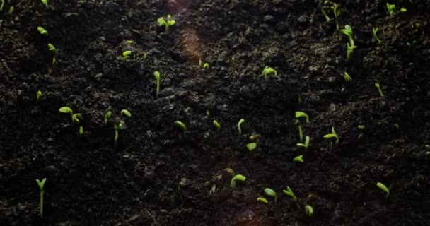 Timelapse Growing Plants Alfalfa Grows Dynamically Birth New Life Nature — Wideo stockowe