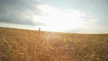 Agricultural field of wheat in summer in a beautiful landscape. Ears of wheat in sunlight, golden bread. High quality 4k footage