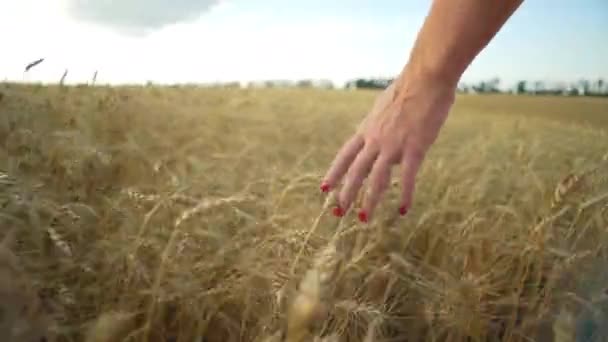 Woman Runs Her Hand Ears Wheat Field Feeling Tenderness Freedom — Vídeo de Stock