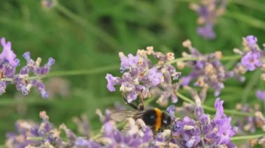 Slow motion video of a bee on a purple flower. Bees work and collect honey in a nature landscape. High quality 4k footage