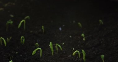 Timelapse of growing plants with lens flare. The birth of a new life in nature. Grows a sprout through the ground. High quality 4k footage