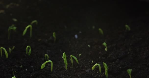 Timelapse Growing Plants Lens Flare Birth New Life Nature Grows — Video Stock