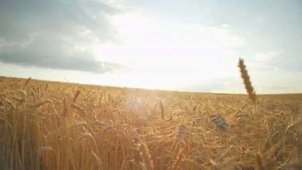 Wheat Field Landscape Sunset Cultivation Bread Ears Wheat Agricultural Fields — Αρχείο Βίντεο