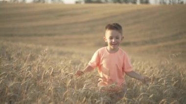A child boy is walking on a golden wheat field in a beautiful agro field. The child connects with nature and sees how bread grows in nature. High quality 4k footage