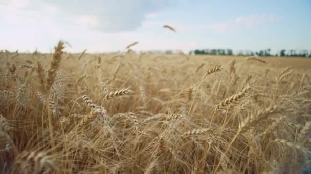 Close Golden Ears Wheat Beautiful Landscape Cultivation Agricultural Crops Background — Αρχείο Βίντεο