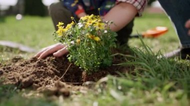 Womens hands plant yellow flowers in the ground. Children help mother to plant plants. Growing flowers in the garden. High quality 4k footage