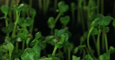 Bitkilerin yetişme zamanı. Çimenler doğada büyür. Yeni bir hayatın doğuşu. Filizler yukarı doğru büyür. Yüksek kalite 4k görüntü