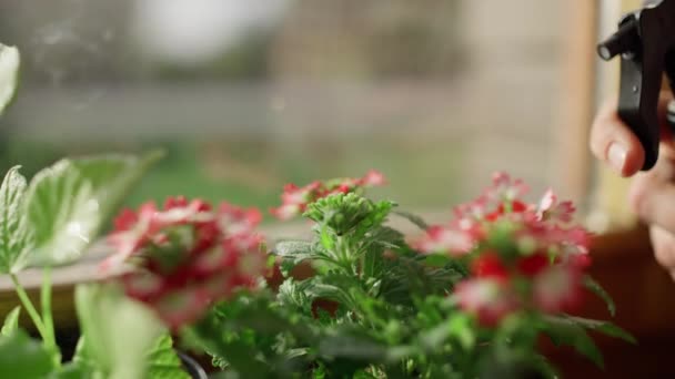 Çiçekleri Sulayan Kadın Ellerine Yakın Çekim Bitkileriyle Ilgilenmek Çevrenin Insanlar — Stok video