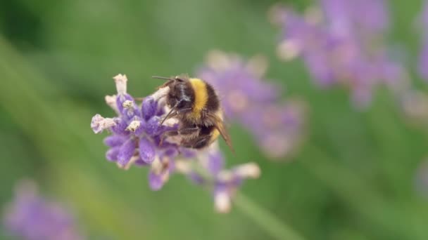 Slow Motion Macro Video Bee Collecting Honey Flower Life Flies — Stock Video