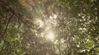 Güzel güneşli orman. Mistik doğa. Siste güneşli ağaçlar. Yüksek kalite 4k görüntü