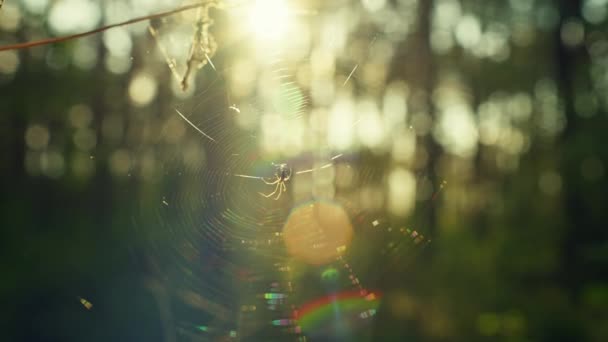 Edderkop Spinder Net Ved Solnedgang Insekternes Liv Skovens Vilde Natur – Stock-video