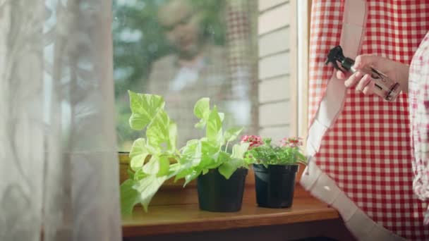 여성의 클로즈업 집에서 식물을 기르고 돌보는 고품질 — 비디오