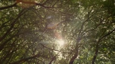 Ormanda sis, güneş ışınlarında. Doğada güzel bir gün batımı. Yüksek kalite 4k görüntü