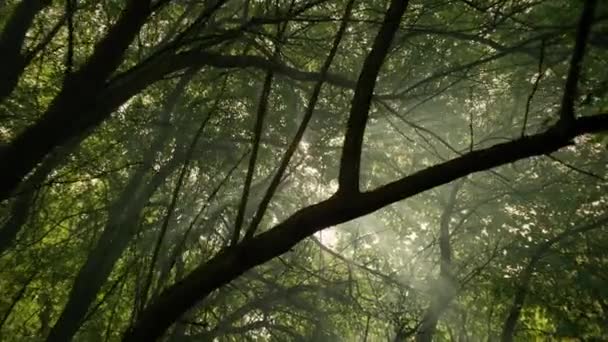Video Van Het Bosconcept Zonnestralen Breken Door Bomen Bij Zonsopgang — Stockvideo