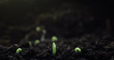 Filizlerin topraktan filizlenmesinin ve doğada yeni bir hayatın doğuşunun zamanı. Çevre koruma ve ekoloji kavramı. Yüksek kalite 4k görüntü