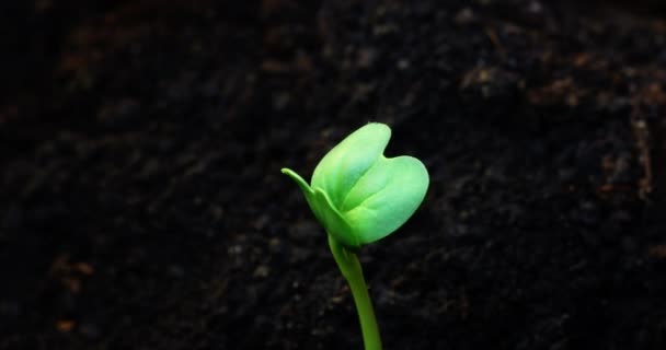 Timelapse Van Groeiende Planten Boerderij Boeren Tuinieren Spruit Groeit Naar — Stockvideo