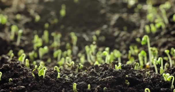 Timelapse Della Comparsa Una Nuova Pianta Che Germogliata Dal Suolo — Video Stock