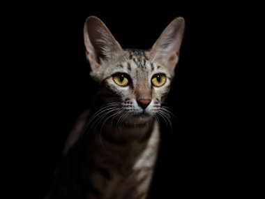 Siyah arka planda, yakın plan çizgili gri bir kedinin portresi..