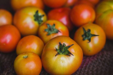 Domatesler çuvala konur..