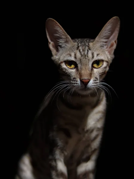 带有条纹的灰色猫的肖像 黑色背景 — 图库照片