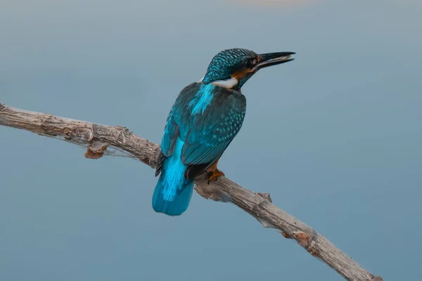 Pescador Reis Comum Pássaro Senta Belo Galho Acima Rio Esperando — Fotografia de Stock