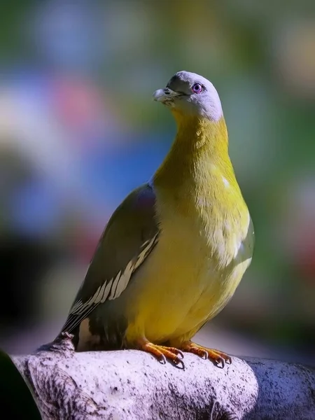 Nazwa Ptaka Gołąb Zielony Żółtej Stopie — Zdjęcie stockowe