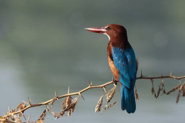 Beyaz boğazlı yalıçapkını (Halcyon smyrnensis).