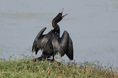 Küçük Karabatak (Microcarbo niger) arıyor.