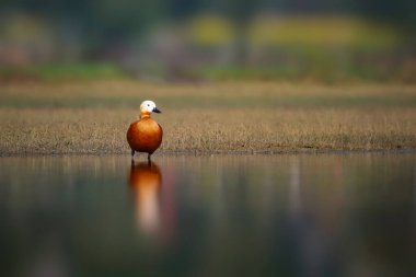 Suda güzel bir kabuklu ördek kuşu.