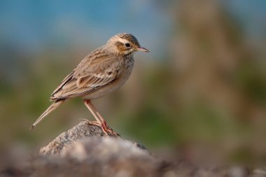 Paddy field pipit kuşu ya da çiftlikteki doğulu pipit kuşu