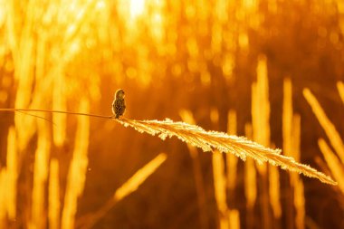 Akşam kuşla turuncu arka plan çekimleri.