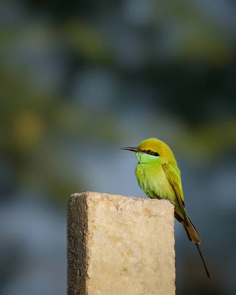 Green bee eater. The green bee-eater (Merops orientalis) sometimes little green bee-eater