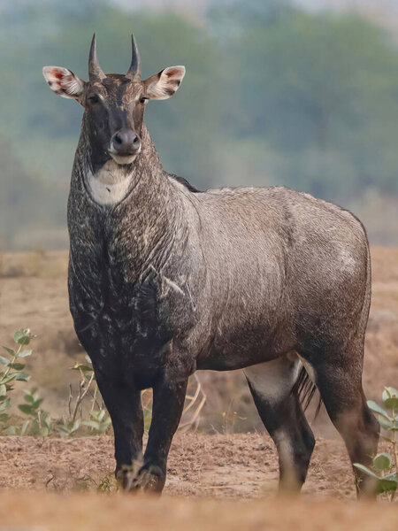 Мужчина Nilgai (Boselaphus tragocamelus), также известный как Blue Bull.