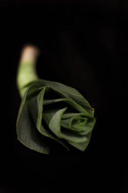 Bahçede taze sarımsak yetişiyor. Genç, güçlü bahçe bitkilerinin, fidanların ve toprağın yakın görüntüsü. Bahçe konsepti.
