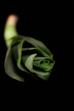 Bahçede taze sarımsak yetişiyor. Genç, güçlü bahçe bitkilerinin, fidanların ve toprağın yakın görüntüsü. Bahçe konsepti.