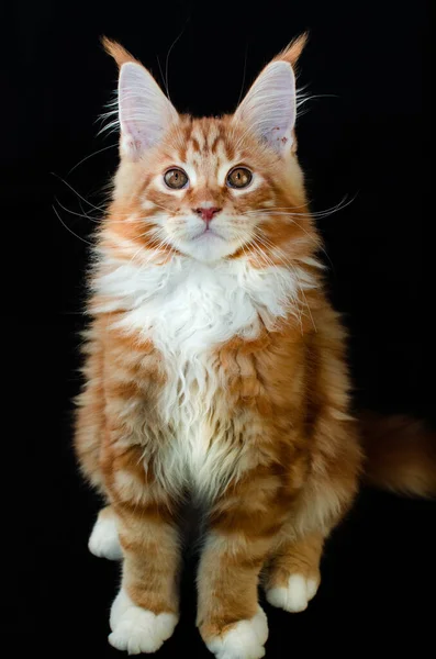 Кішка Мен Мон Червоного Кольору Пухнастим Рудим Волоссям Чорному Тлі — стокове фото