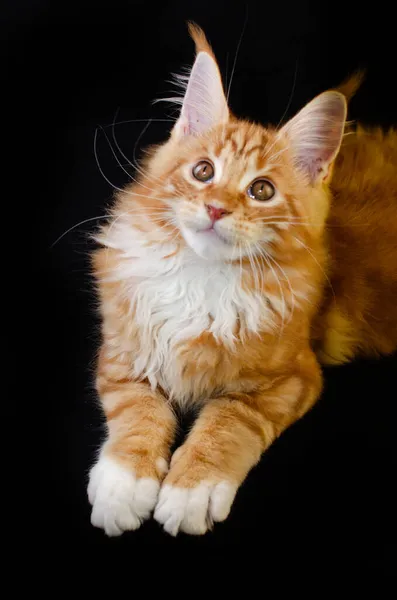 Maine Coon cat of red color, with fluffy red hair, on a black background. He has a long mustache and tail and very large paws, fluffy hair. Maine Coon kitten who is 2 months old.
