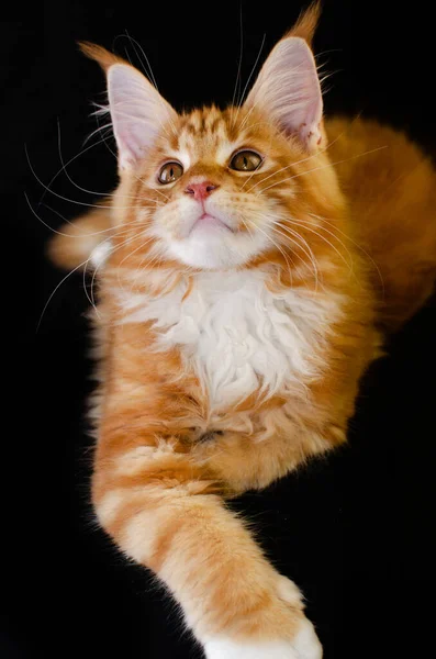 Кішка Мен Мон Червоного Кольору Пухнастим Рудим Волоссям Чорному Тлі — стокове фото