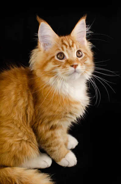 Maine Coon cat of red color, with fluffy red hair, on a black background. He has a long mustache and tail and very large paws, fluffy hair. Maine Coon kitten who is 2 months old.