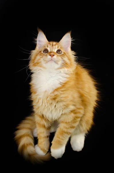 缅因州的科恩猫 蓬松的红头发 黑色背景 他有很长的胡子和尾巴 非常大的爪子 蓬松的头发 2个月大的缅因州小猫咪 — 图库照片